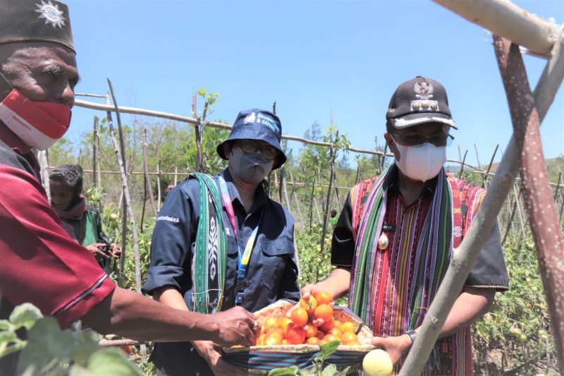Bupati TTS saat lakukan panen raya tanaman Hortikultura di desa Oe'ekam, kecamatan Amanuban Timur pada Kamis, 30/09/2021.(Foto: ST/Inyo)
