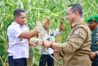 Bupati Manggarai Provinsi Nusa Tenggara Timur Heribertus Nabit (kanan) sedang melakukan panen perdana tanaman sorgum yang ditanam para siswa SMP Negeri Satar Mese beberapa waktu lalu.