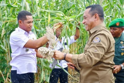 Bupati Manggarai Provinsi Nusa Tenggara Timur Heribertus Nabit (kanan) sedang melakukan panen perdana tanaman sorgum yang ditanam para siswa SMP Negeri Satar Mese beberapa waktu lalu.