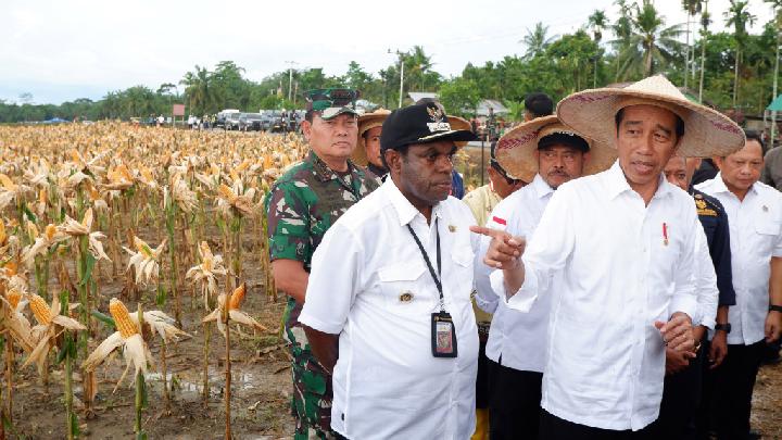 Presiden Joko Widodo (kanan) berbincang dengan Bupati Keerom Piter Gusbager (kiri) usai memanen jagung di kawasan lumbung pangan (food estate) Kampung Wambes, Distrik Mannem, Keerom, Papua, Kamis, 6 Juli 2023. 